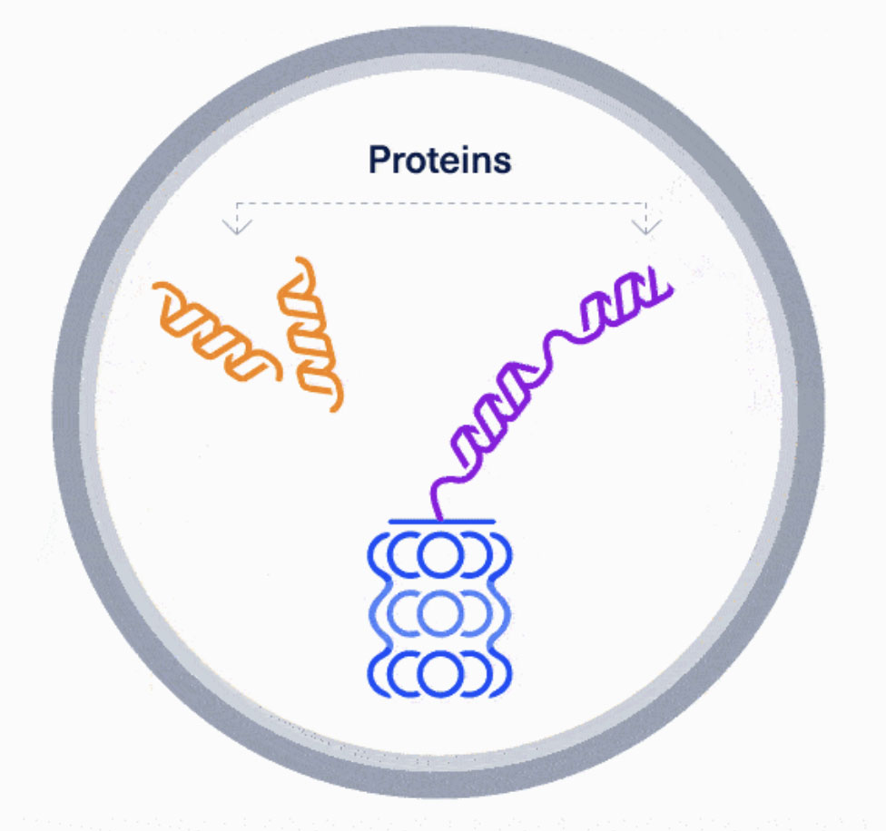 Degradomers proteins